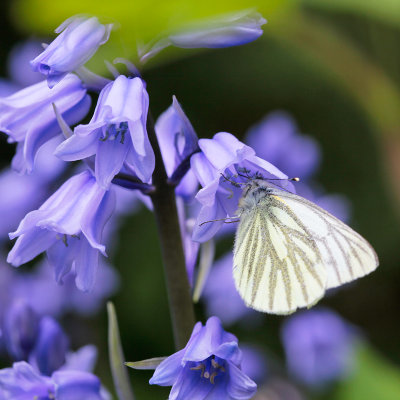 Bluebell and butterfly