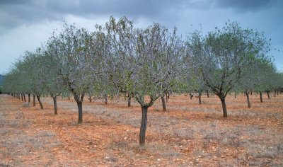 Almond trees