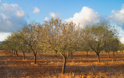 Almond Trees