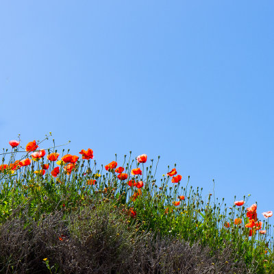 Cyprus poppies