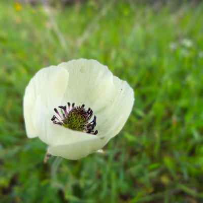 White poppy