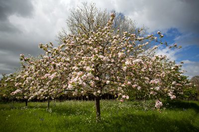 Apple tree