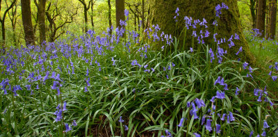 Bluebells at Rydal