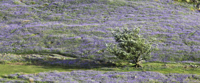 Tree and bluebells