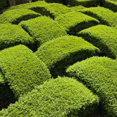 Topiary, Washington Old Hall