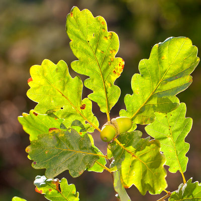 Acorns