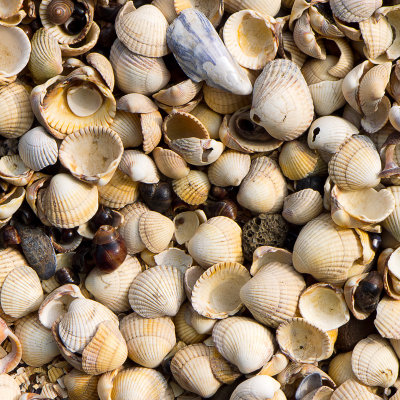 Shells