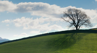 Tree, Horton in Ribblesdale