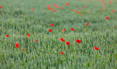 Poppies