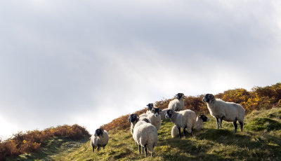 Swaledales