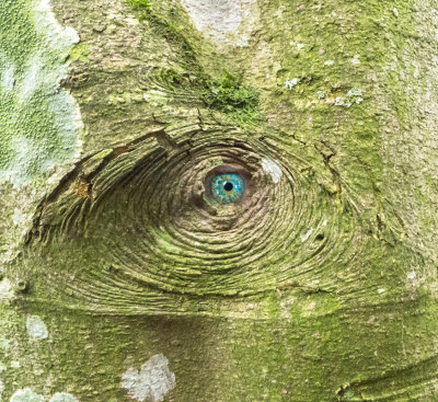 Eye Tree