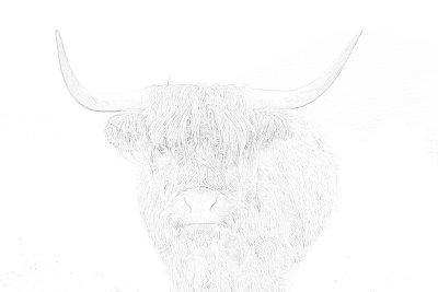 highland cow