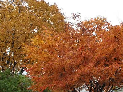 ir-131106_15-14_4490L.jpg