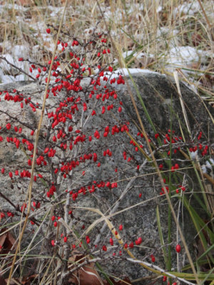 ir-131211_14-53_5311P.jpg