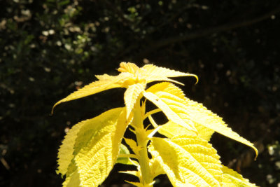 ir-140520_12-16_7708.jpg