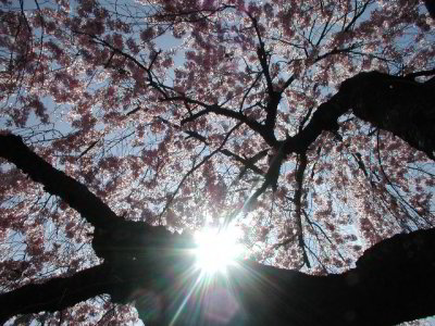 R-04142996_PinkSunUmbrella.jpg