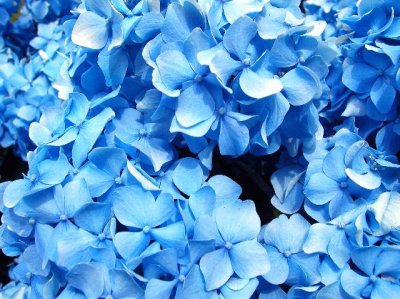 R-07142255_capecodflowers.jpg
