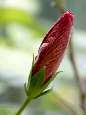 ir-120713__Hibiscus4R.H.5773.jpg