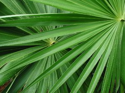 R-06040144_Palms.jpg