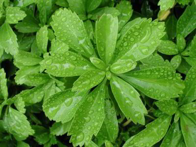 R-06051125_RainLeaves.jpg