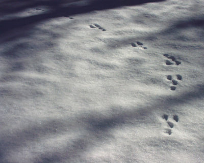 ir-200002060004_SnowTracks.jpg