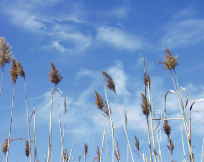 ir-200003070271_MeadowlandsClouds.jpg