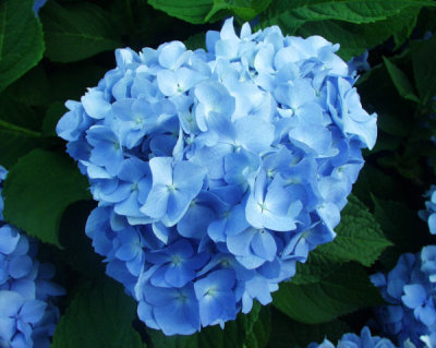 ir-200007160446_CapeCodBlue's.jpg