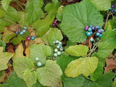 ir-200010262399_SprainBrookBerriesLargerArea.jpg