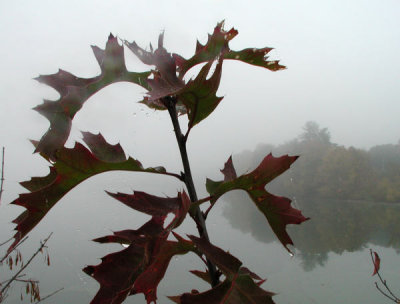 ir-200010262408_OakWeb.jpg