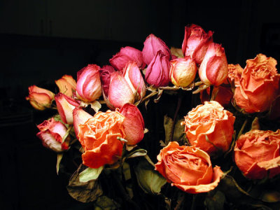 ir-200103189325_RuchisRosesWithLevels.jpg