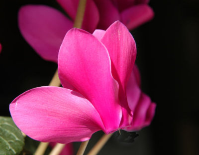 ir-200303096278_Pink.jpg