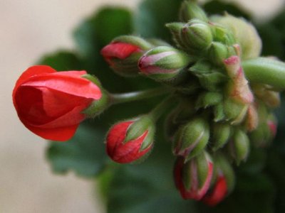 r-100419_14-12_4171crl-geraniumbuds.jpg