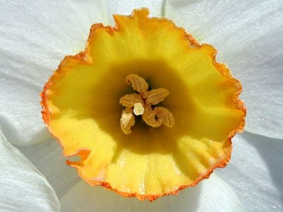 r-200105060195_Yellow&WhiteL.jpg