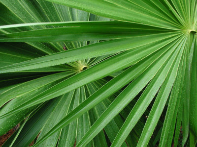 ir-200106040144_Palms.jpg
