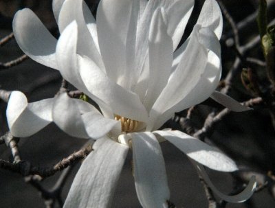 r-20060416_starmagnoliablossom_0047.jpg