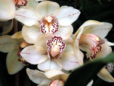 ir-20080318_NYBG_OrchidExh2008_0157_NX8x10L.jpg