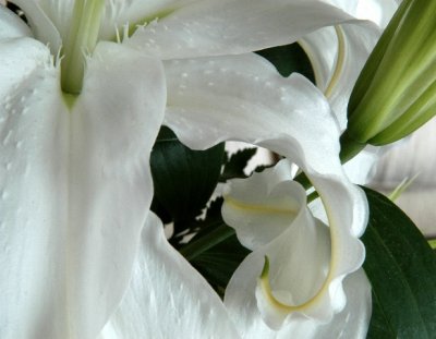 r-200212CasaBlanca1lily_Falmouth,capecoddsc_4355ps.jpg