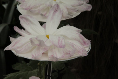 ir-141013_12-26_1189.jpg