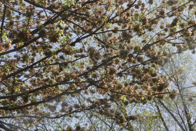 ir-150507_09-52_5415.jpg