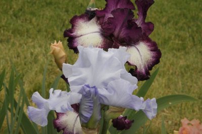 ir-150527_12-01_6347.jpg