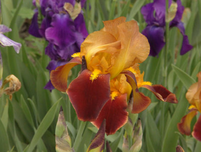ir-150527_11-46_6296L4MG6620.jpg