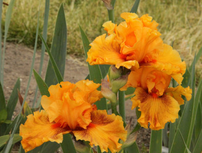 ir-150527_PresbyIrisGardens_6304.jpg