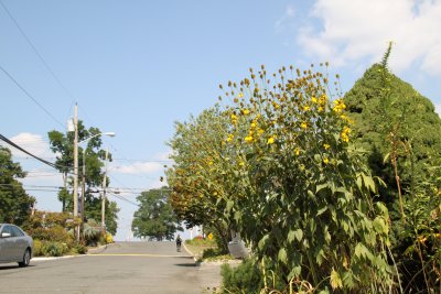 ir-2015-09-01_14-22_1187.jpg