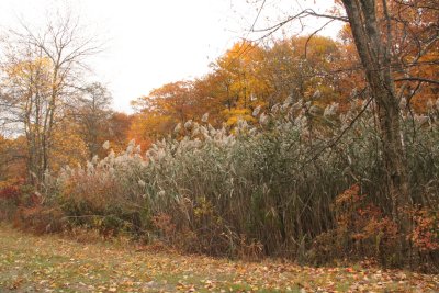 ir-IMG_1981.jpg