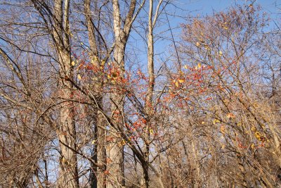 ir-2015-11-24_13-15_2144.jpg