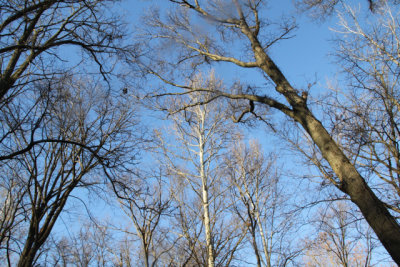 ir-IMG_3960.jpg