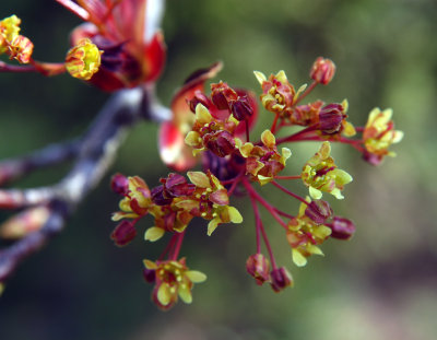 ir-200304258061_Spring.jpg