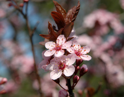 ir-200304258068_Spring.jpg
