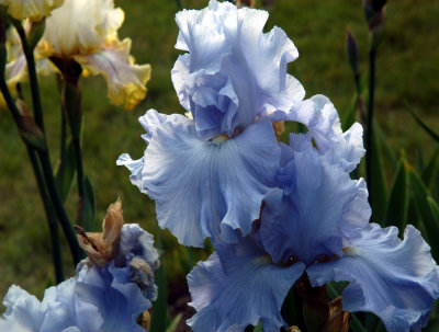 Flowers Printed for shavuos 5776