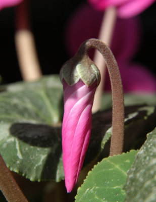 ir-200303096273_BuddingPink.jpg